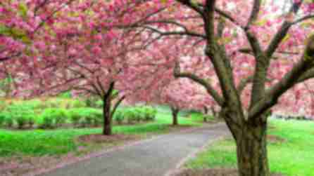 Bright pink cherry blossoms canopy over a paved pathway through green grass