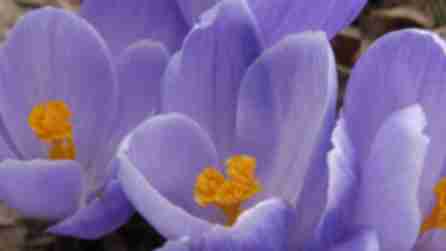 Cutler Botanic Garden