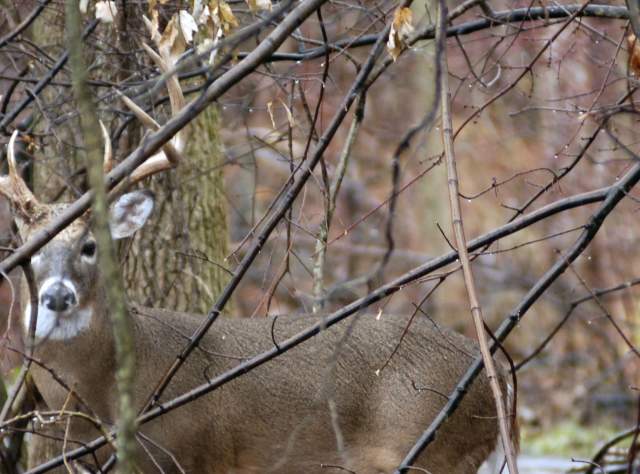 Hunting in New York State page