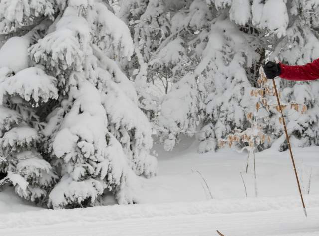 Allegany State Park, Salamanca page