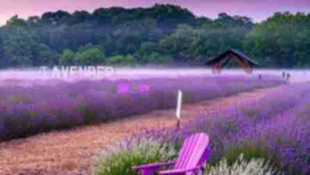 A purple Adirondack chair looks out into a field of bright purple lavender in front of a sign that says "Lavender" and a pavilion are in the background.