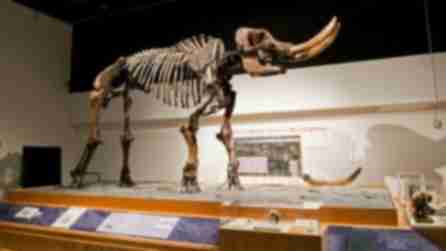 New York State Museum - Cohoes Mastodon 1487