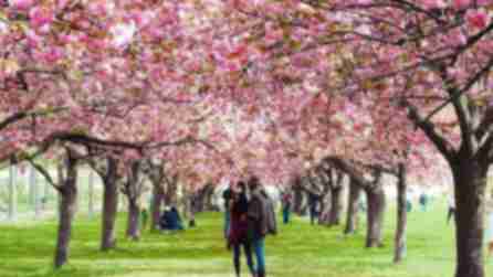 A couple standing in the middle of a rows of pink cherry blossoms