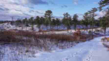 A landscape photo of snow and foot tracks through the ground of Pine Bush Preserve