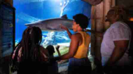 A family looks at a shark swimming in a tank at the Long Island Aquarium in Riverhead
