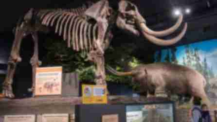 A photo of a woman looking at the skeleton of a mammoth at the Rochester Museum & Science Center
