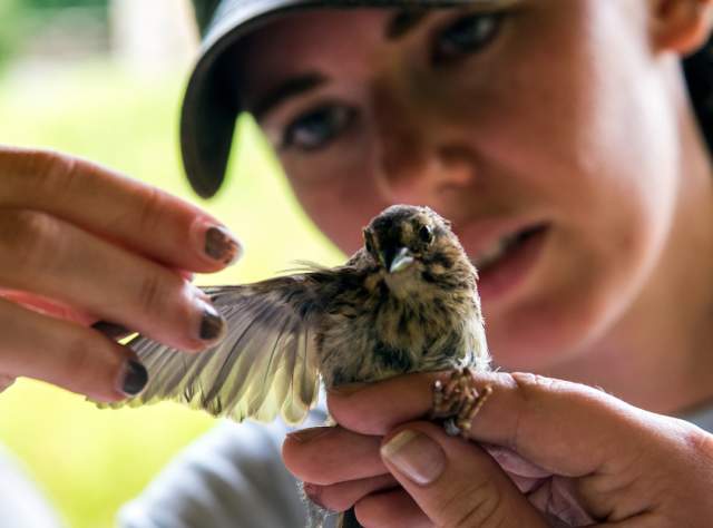 The Roger Tory Peterson Institute of Natural History page