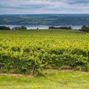 View of vineyard and seneca lake at lakewood vineyard