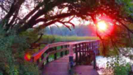 A photo of a bridge on a trail at the Tifft Nature Preserve