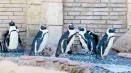 Black and white penguins stand together at the Long Island Aquarium in Riverhead